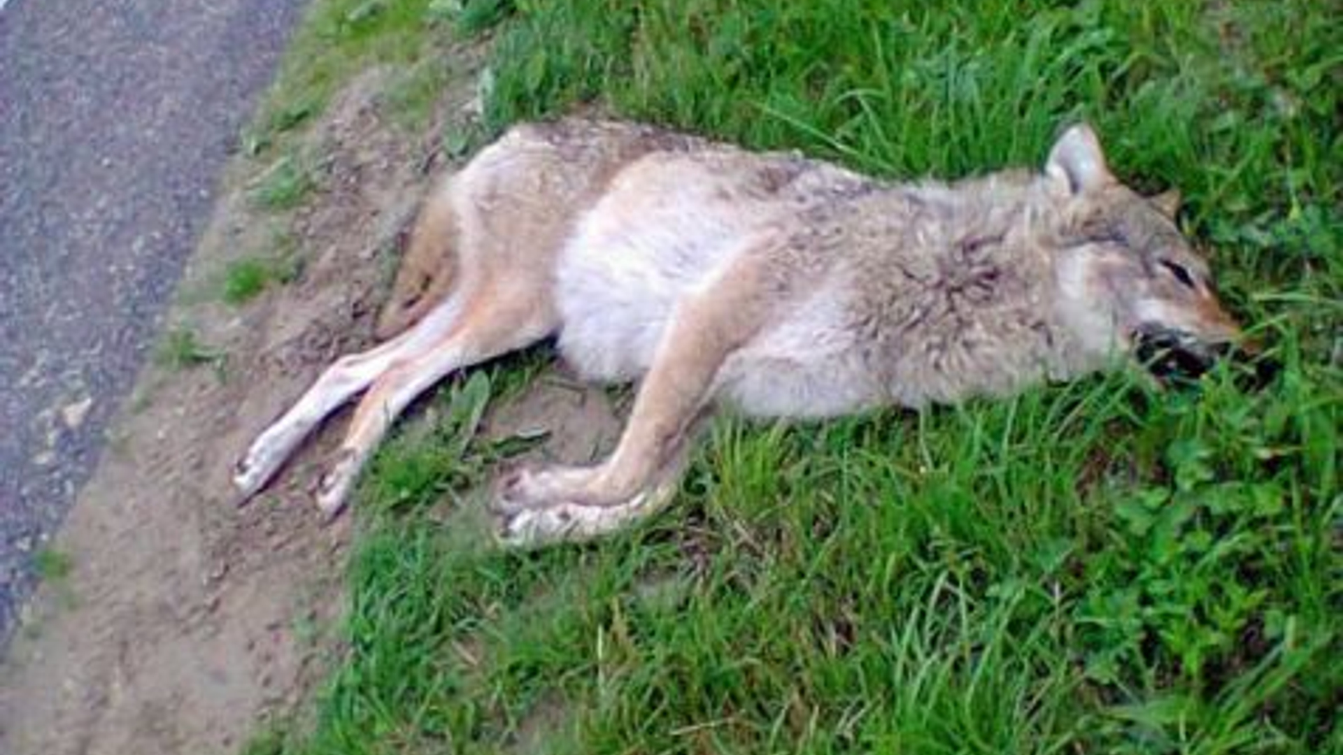 wolf-noordoostpolder.jpg