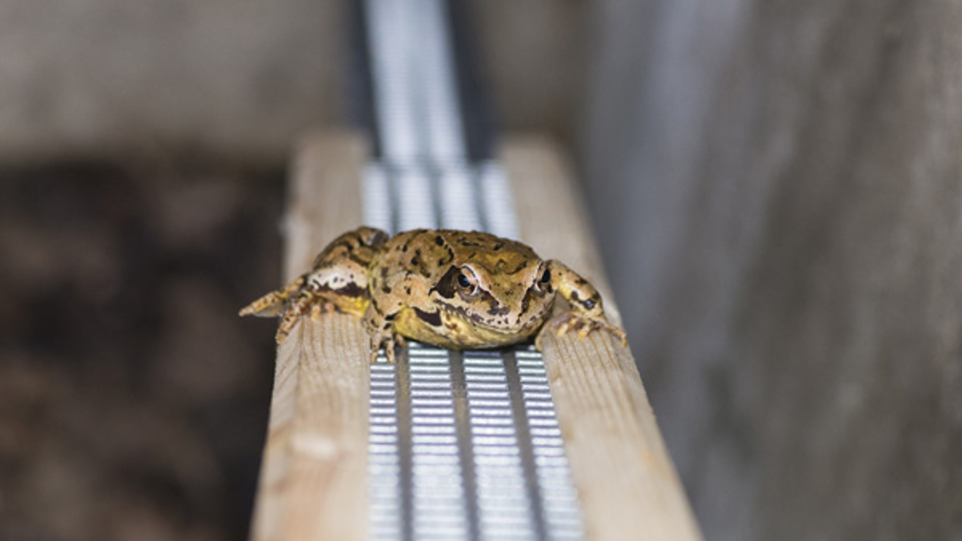 Kikkertrap-f-1-foto-Vivara-.jpg