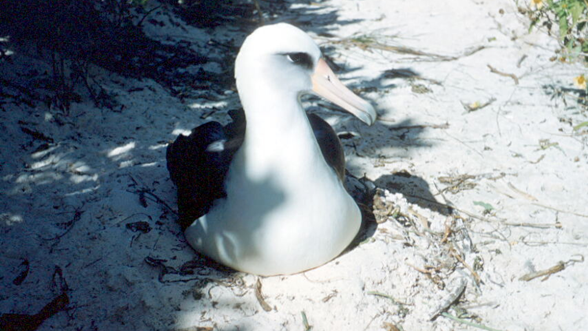 Laysanalbatross.jpg