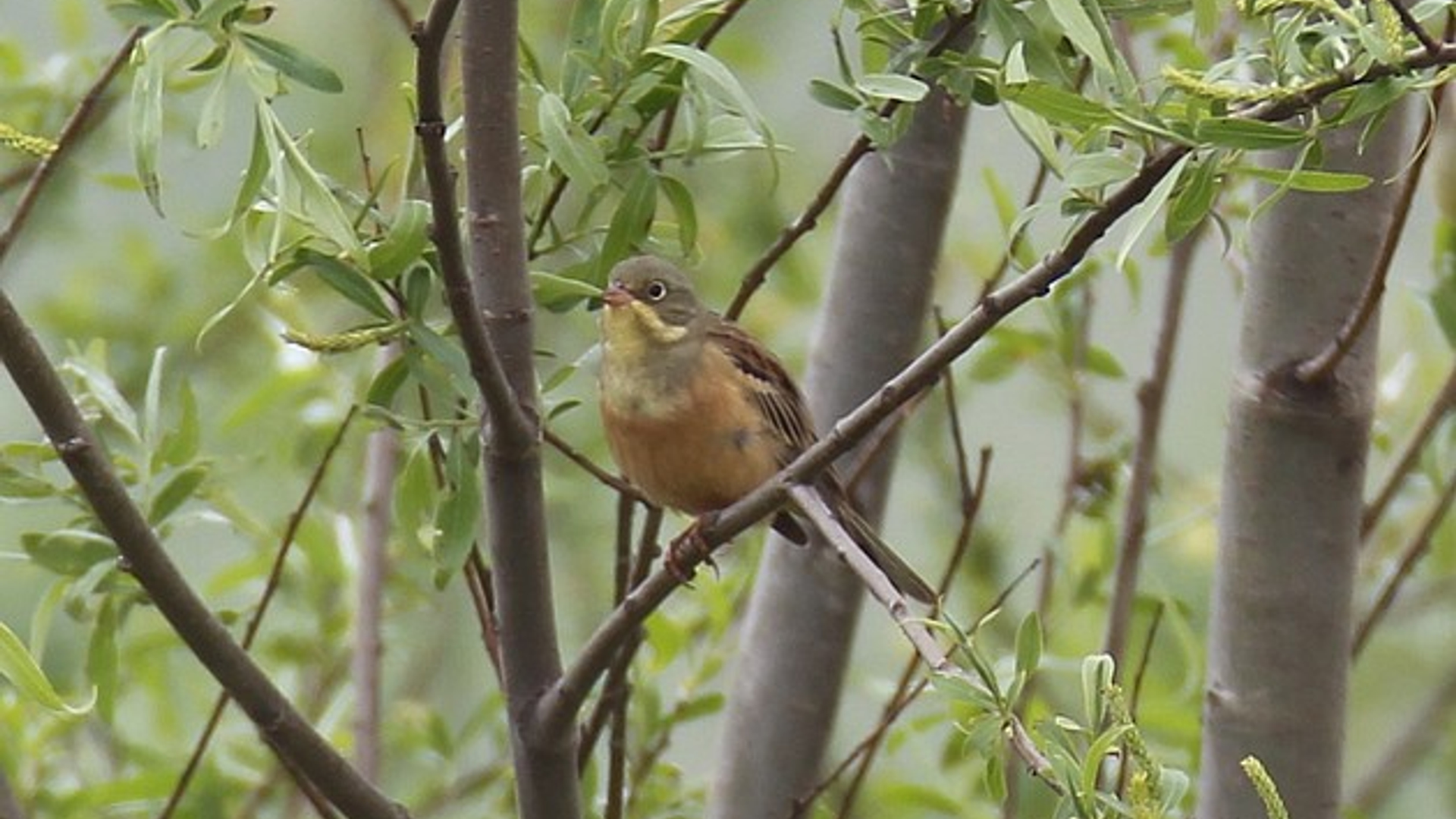 Ortolaan_Andres.jpg