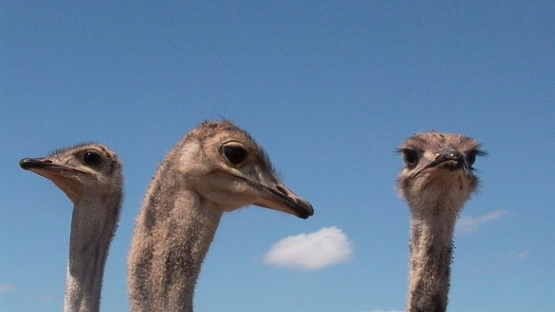 african-ostrich-4-1523775.jpg