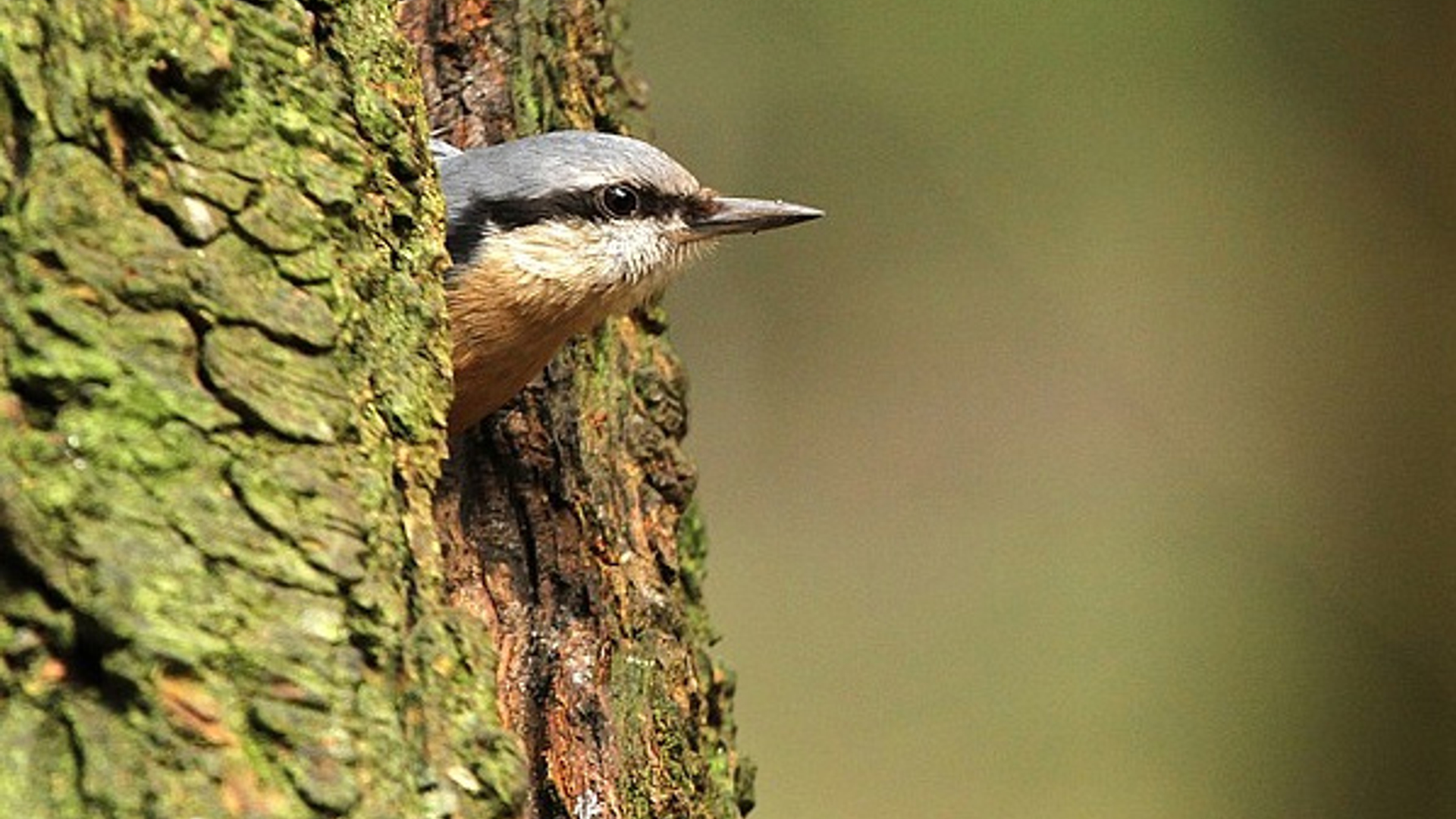 Boomklever_inboom_jvanerve