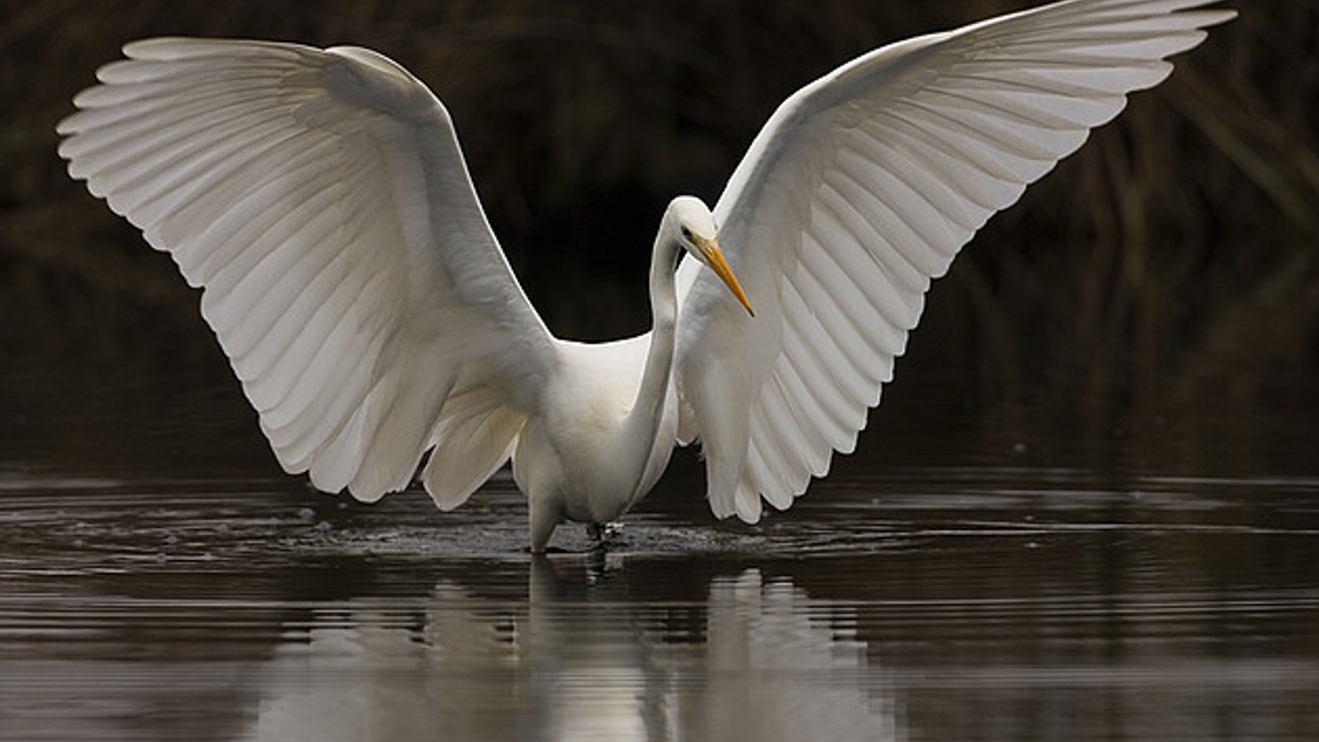 grotezilverreiger_WillemdeWolf.jpg