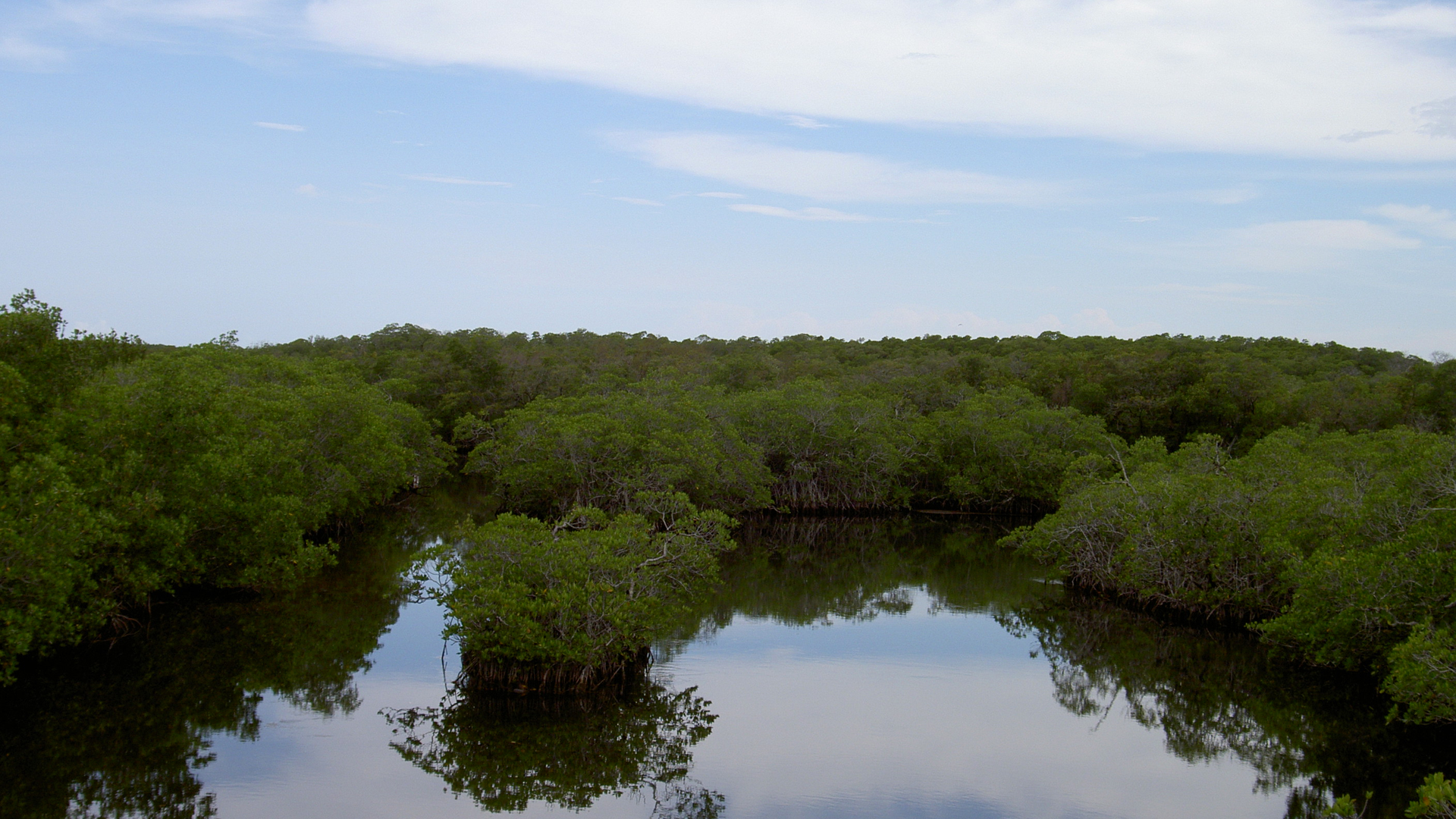 mangrove_01.jpg