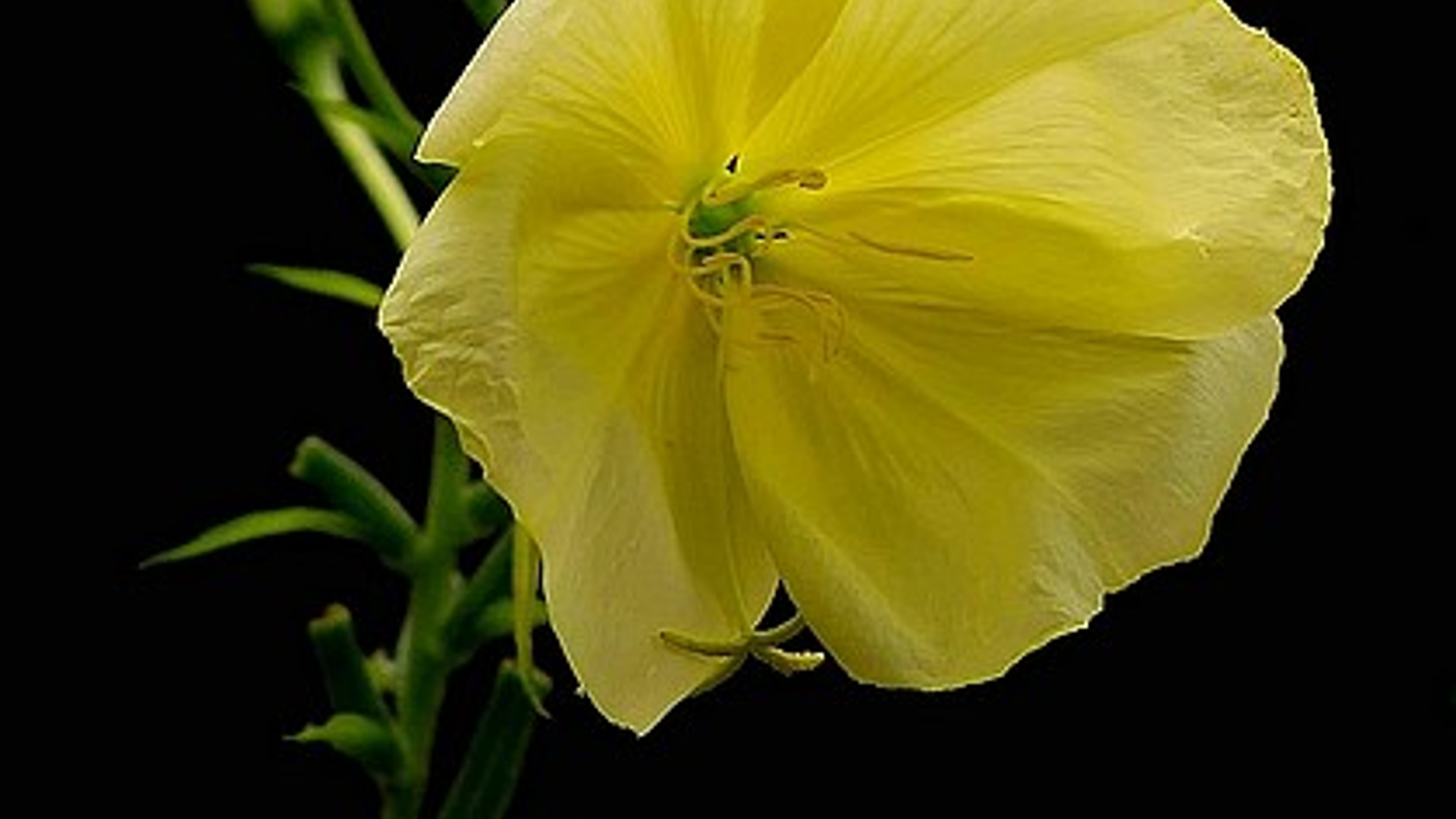 teunisbloem.jpg