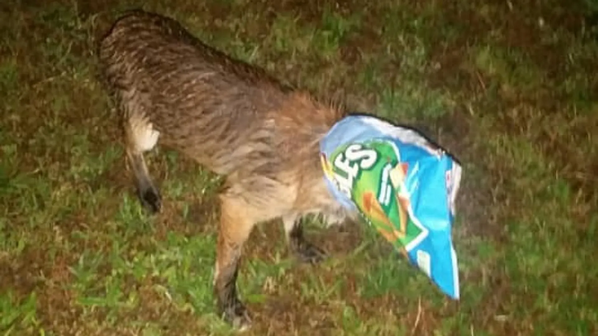 vos verlost van een chipszak