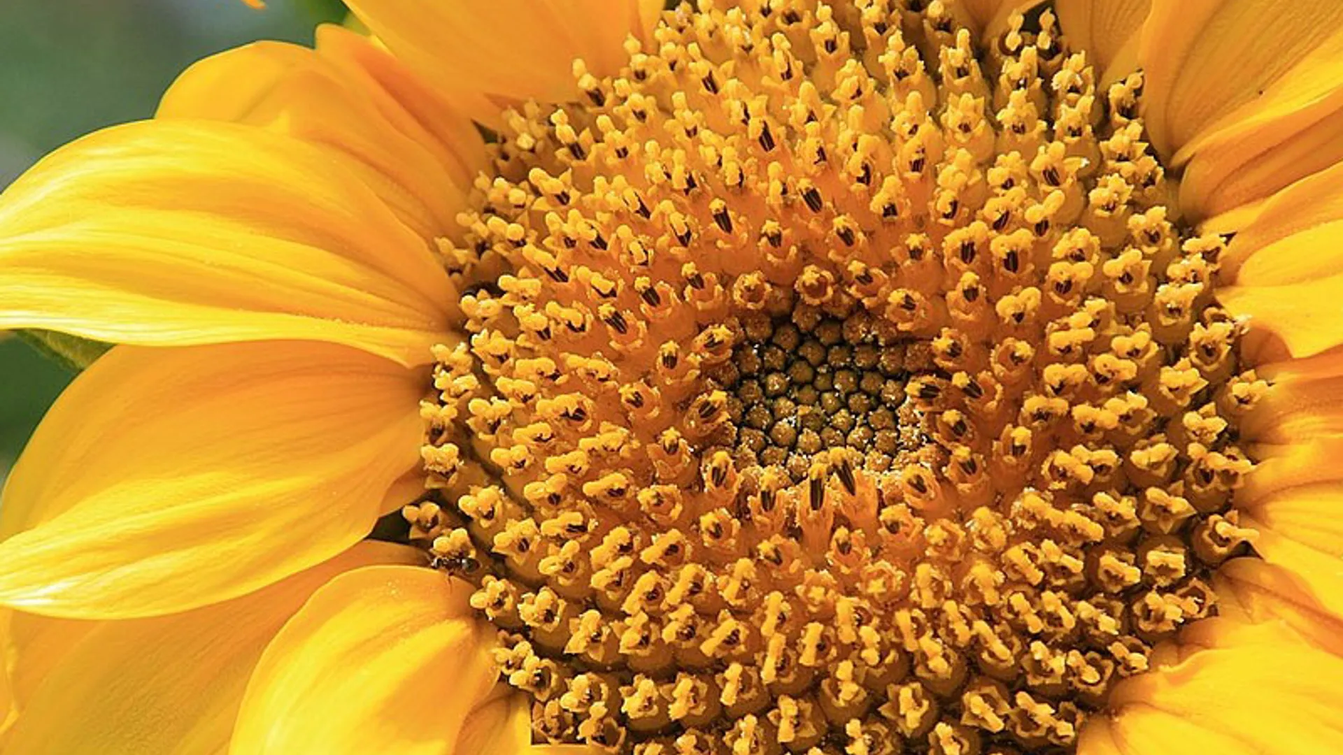 zonnebloem_05.jpg