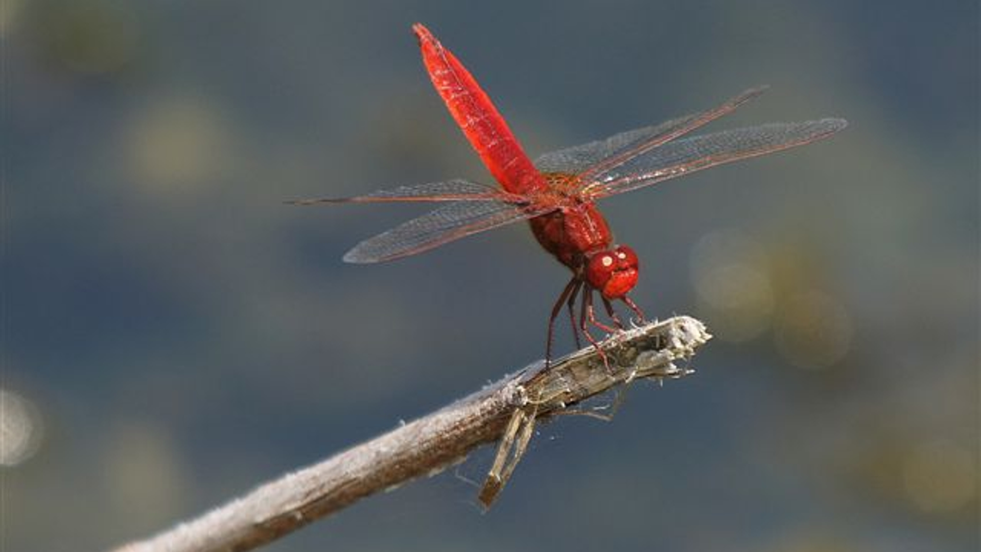 vuurlibel man  balij poldertuin
