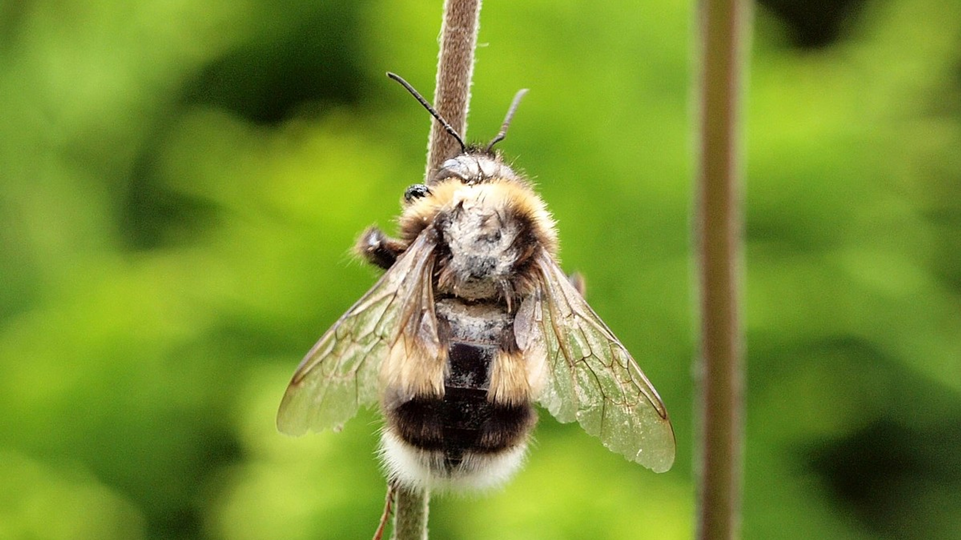 hommel_12.jpg