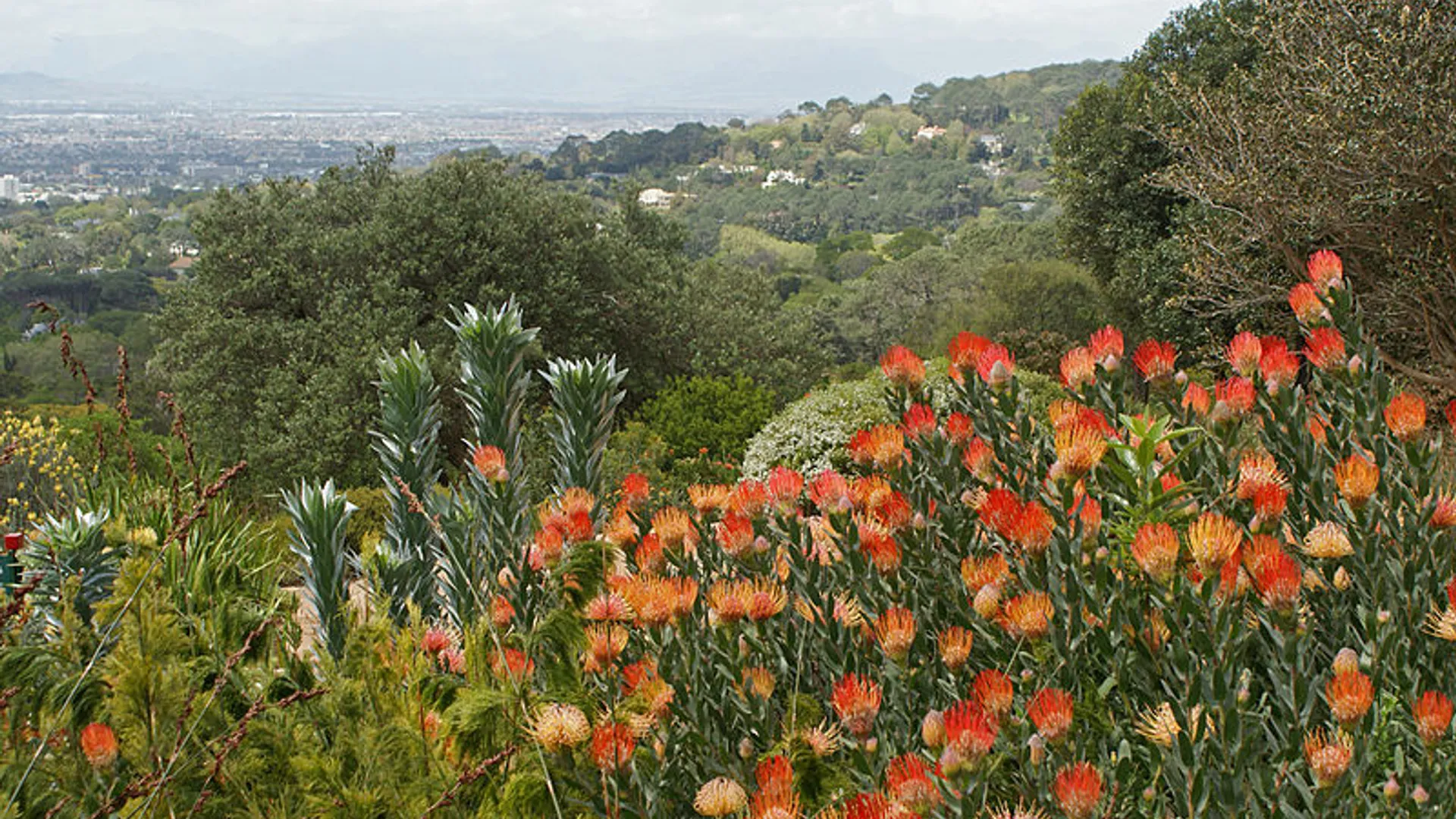 Floraregio_van_de_Kaap.jpg