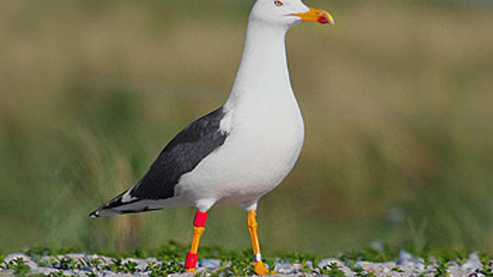 mantelmeeuw-klein.jpg