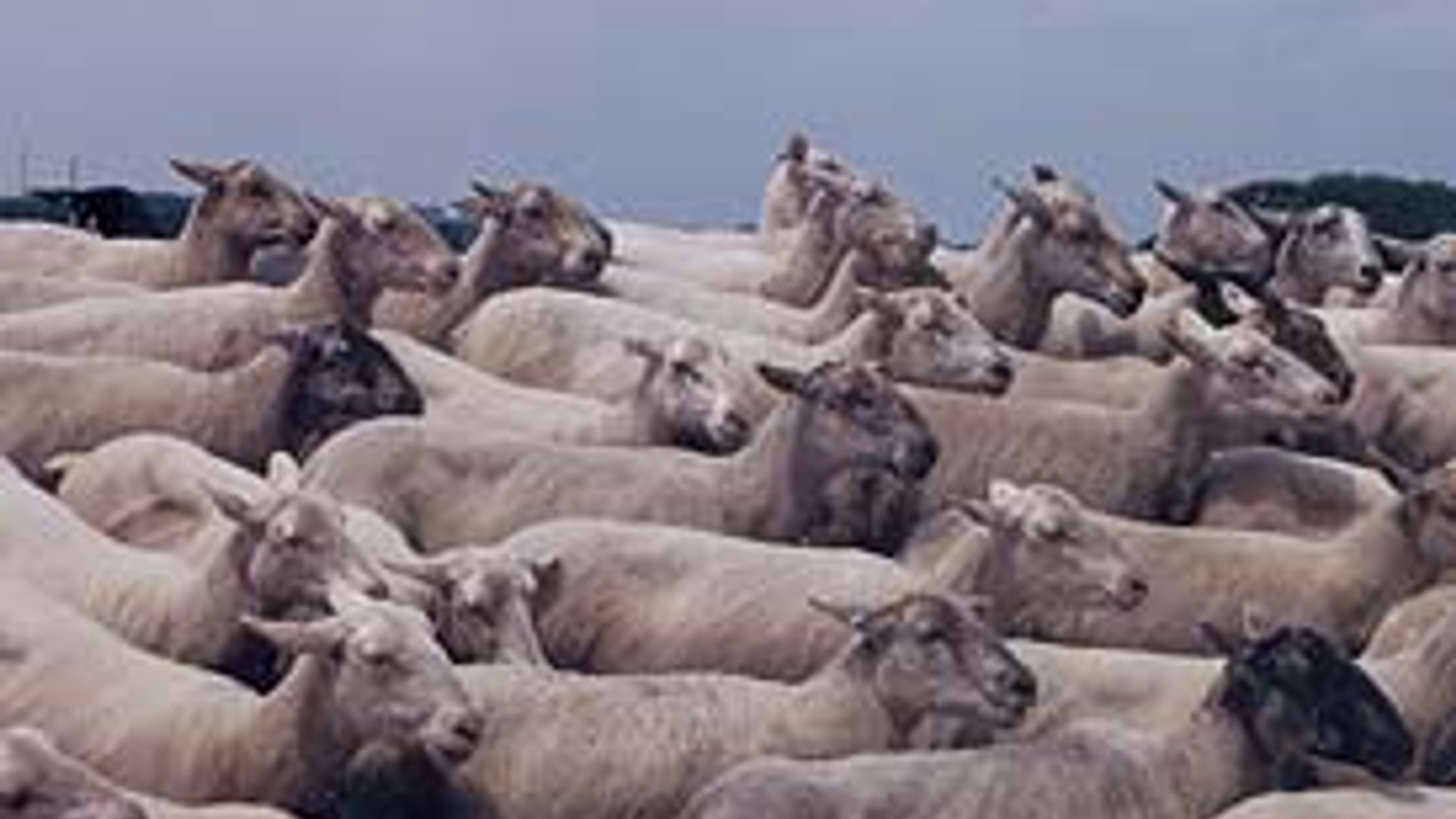 schapen_01.jpg