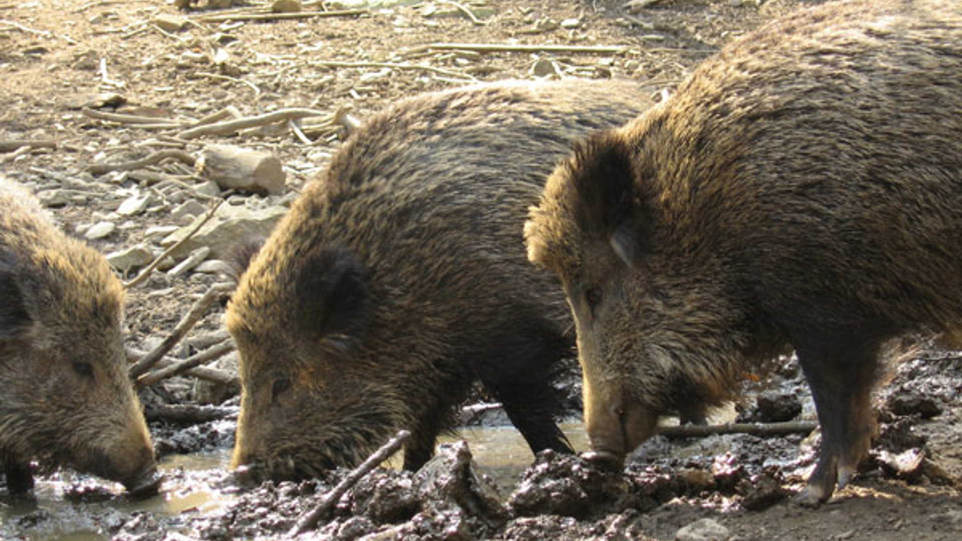 wildzwijn.jpg