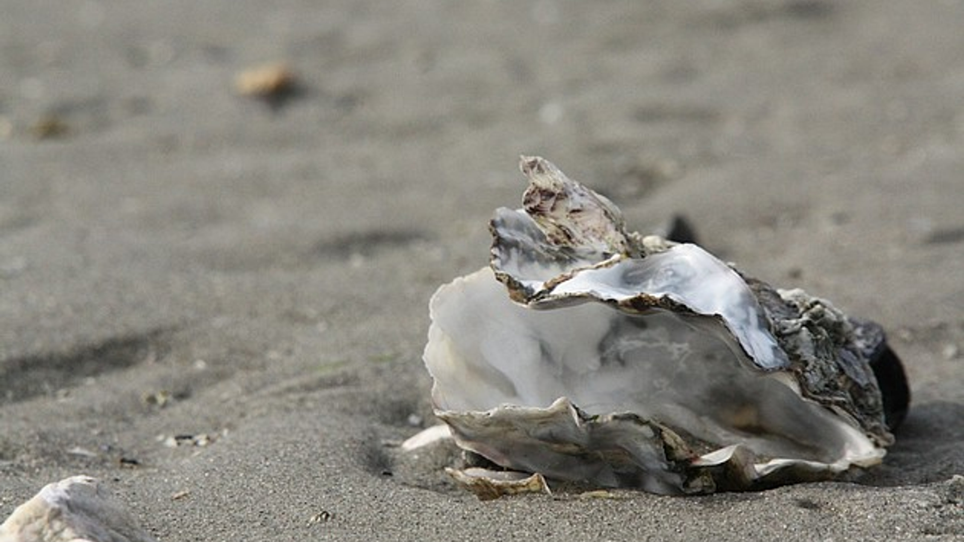 Oester_carpie_01.jpg