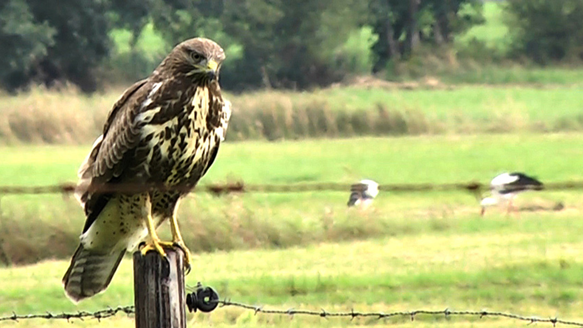 Buizerd in het Reestdal