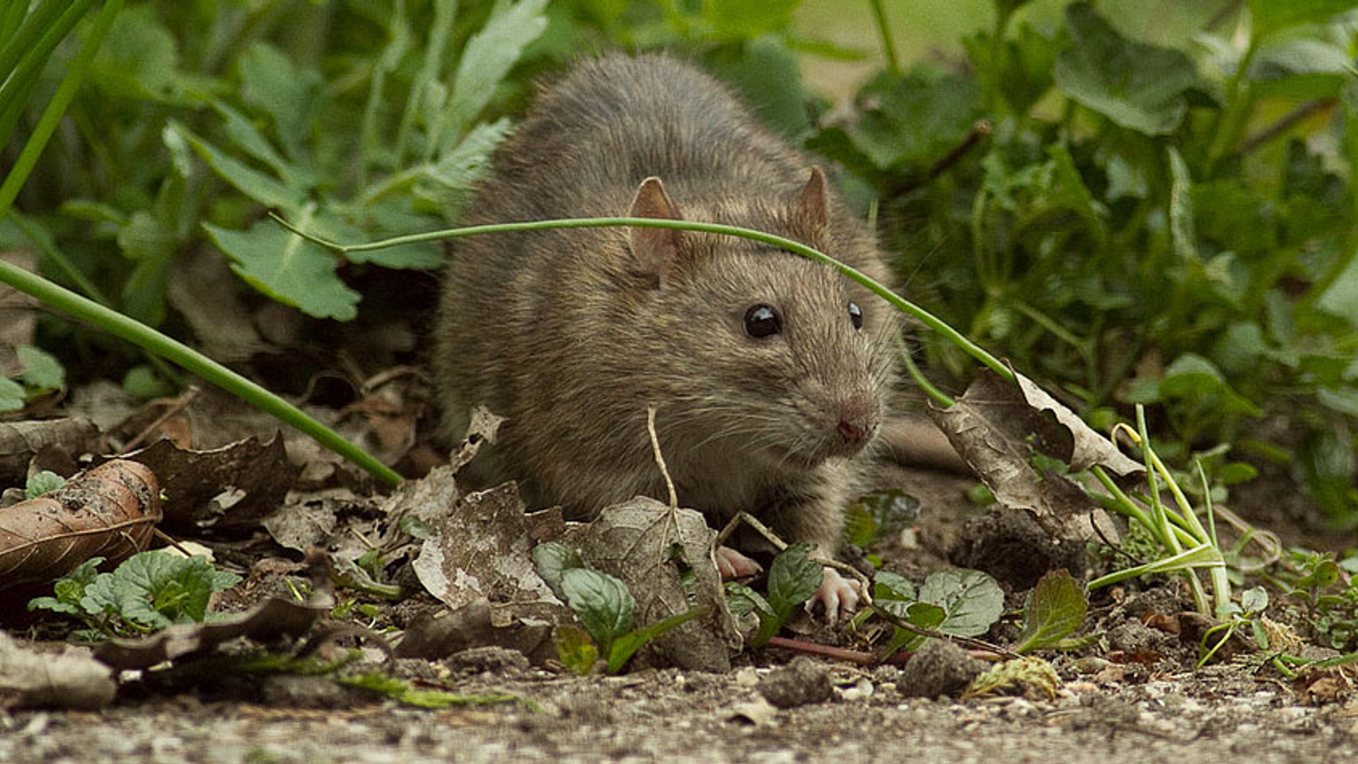 Rat in de tuin