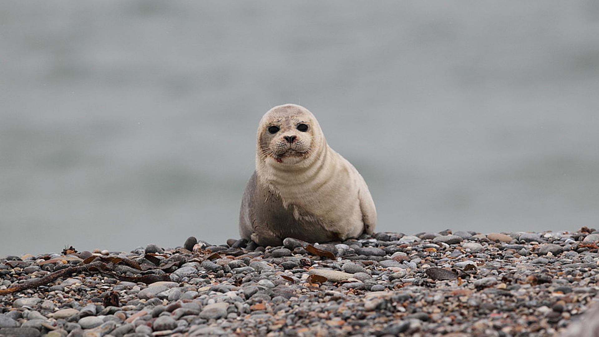 zeehond-h_hierck.jpg
