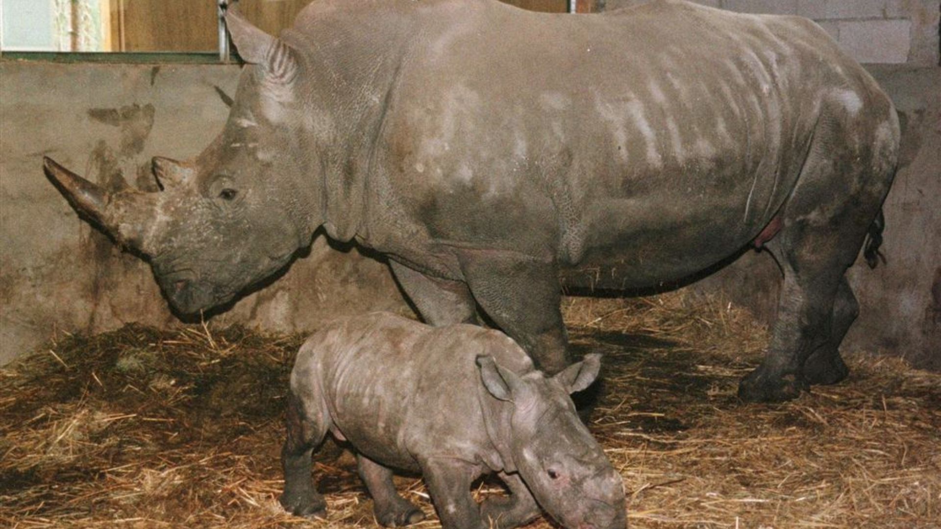 ANP-neushoorn_NIETHERGEBRUIKEN