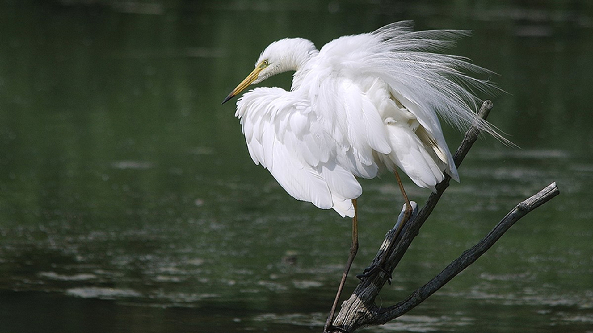 grote zilverreiger