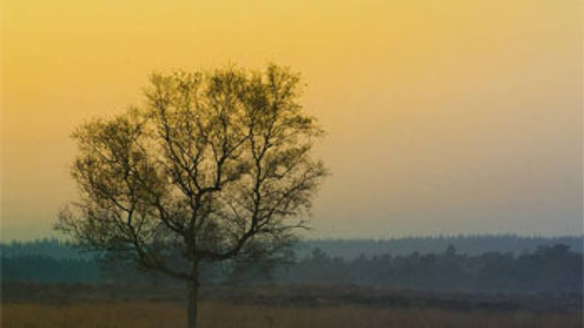 Natuurr_01.jpg