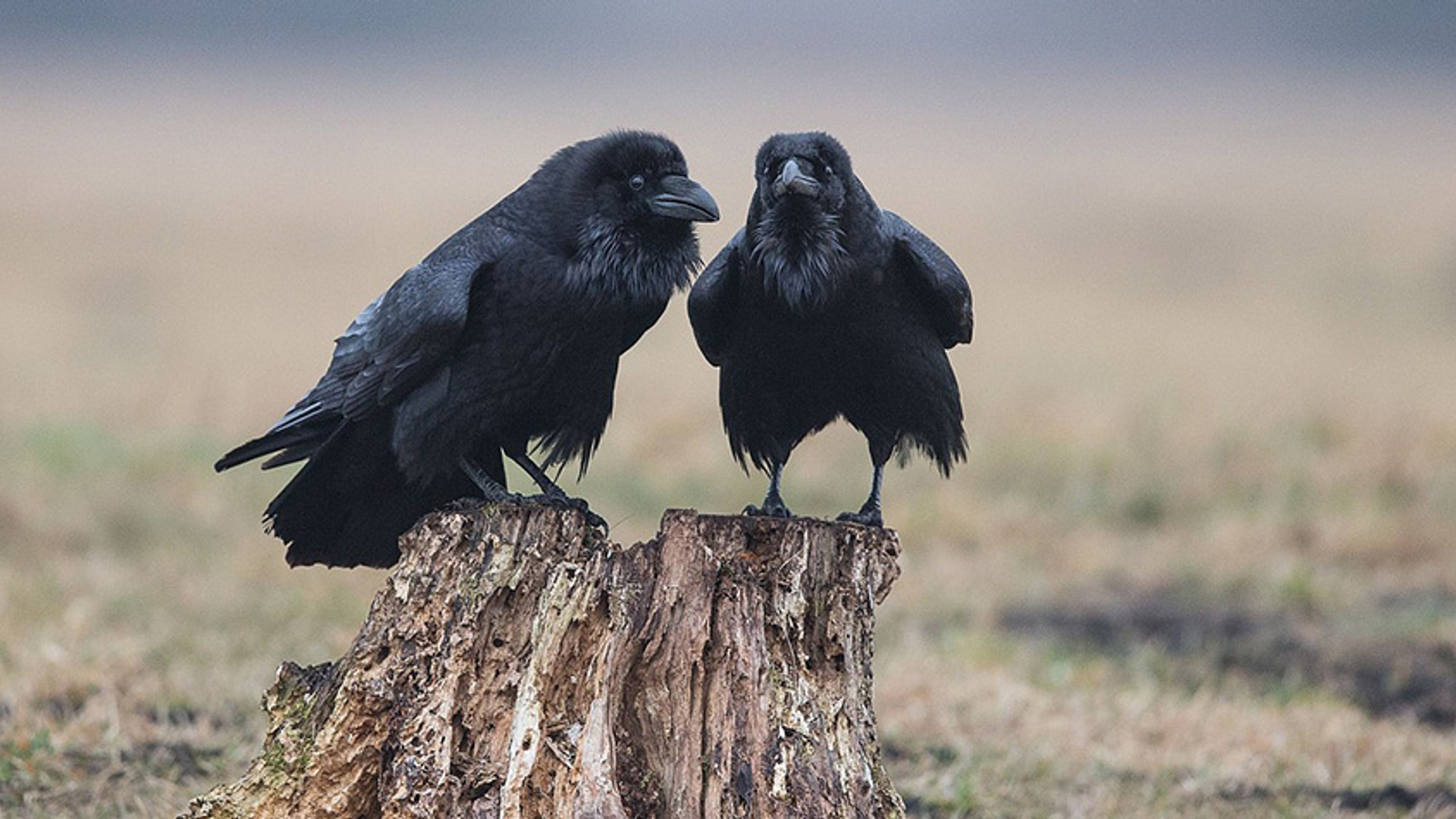 raven