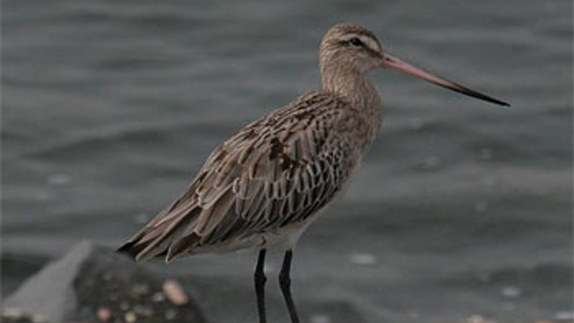 grutto_33.jpg