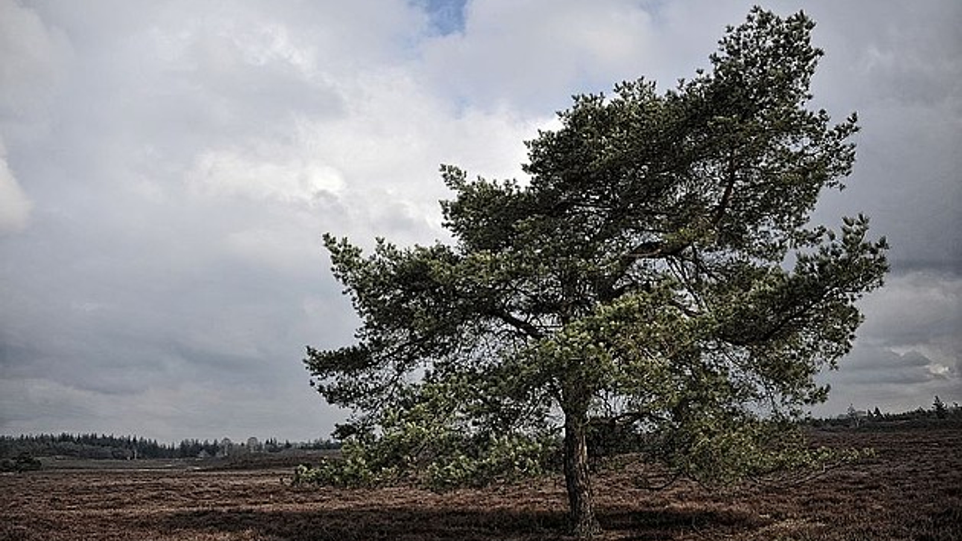 Hogeveluwe.jpg