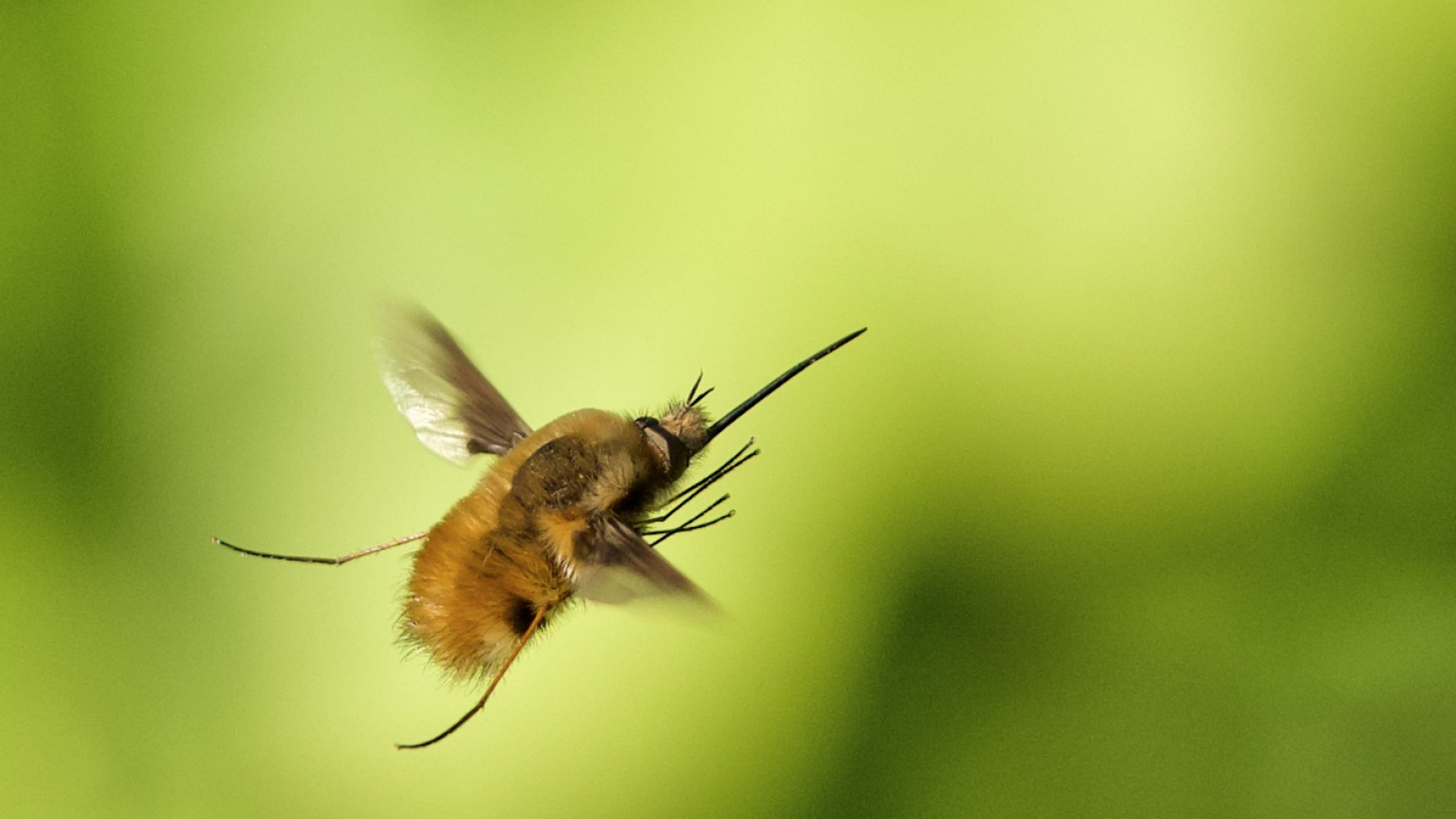 greta_andeweg_gewone_wolzwever