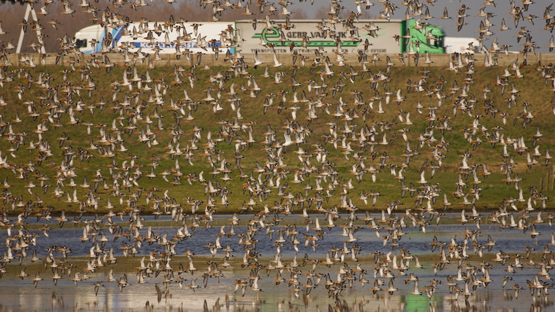 grutto's A9 (c) Rob Buiter