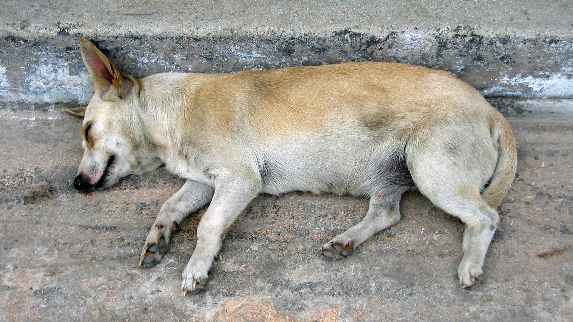 zwerfhond.jpg