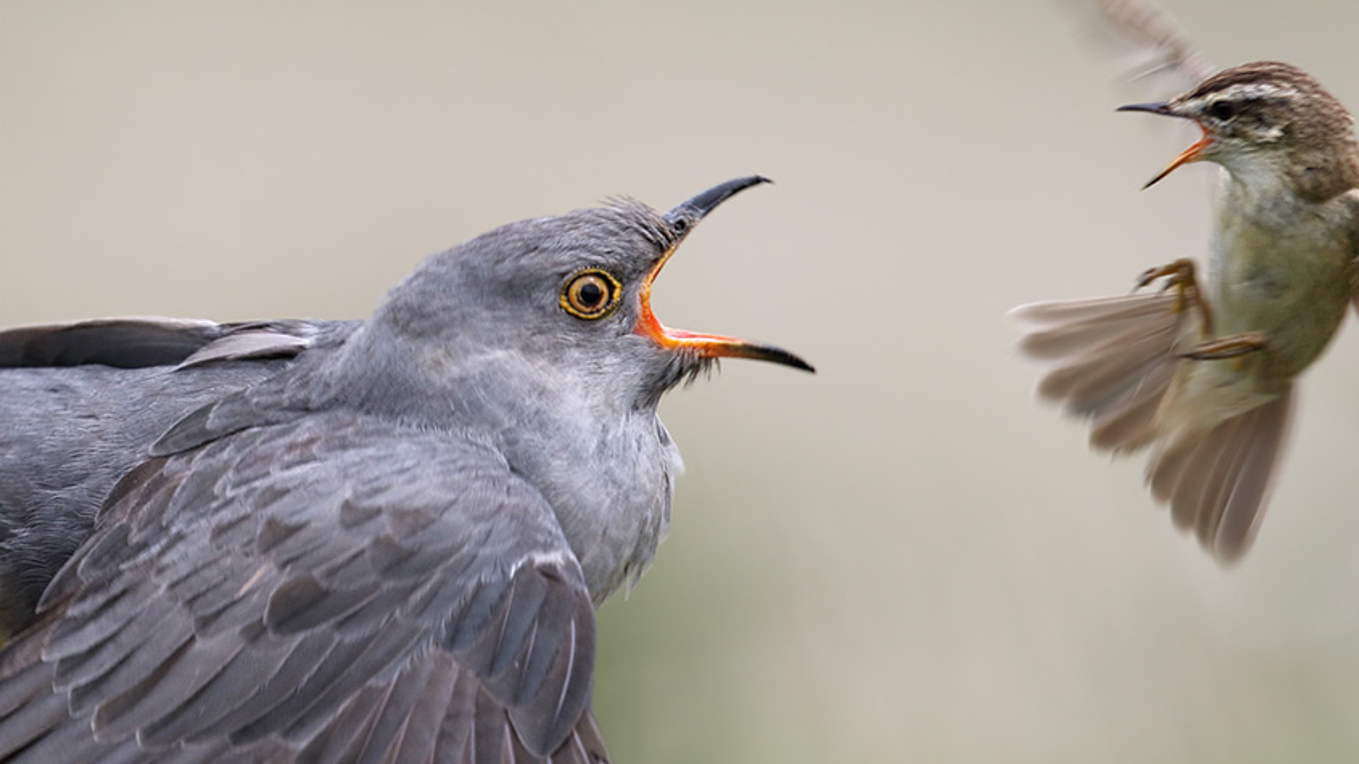 koekoek_Vogelbescherming