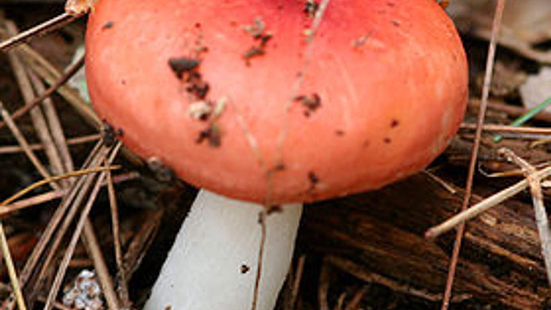 Russula.jpg