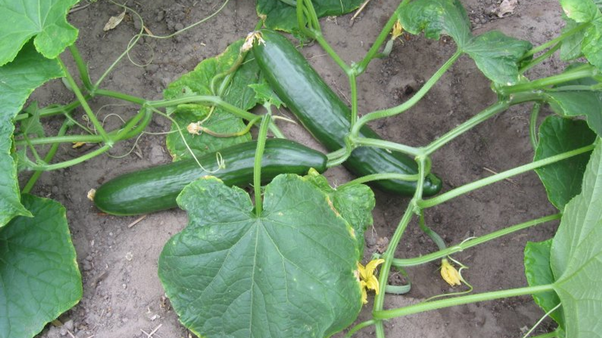Komkommer_plant.jpg