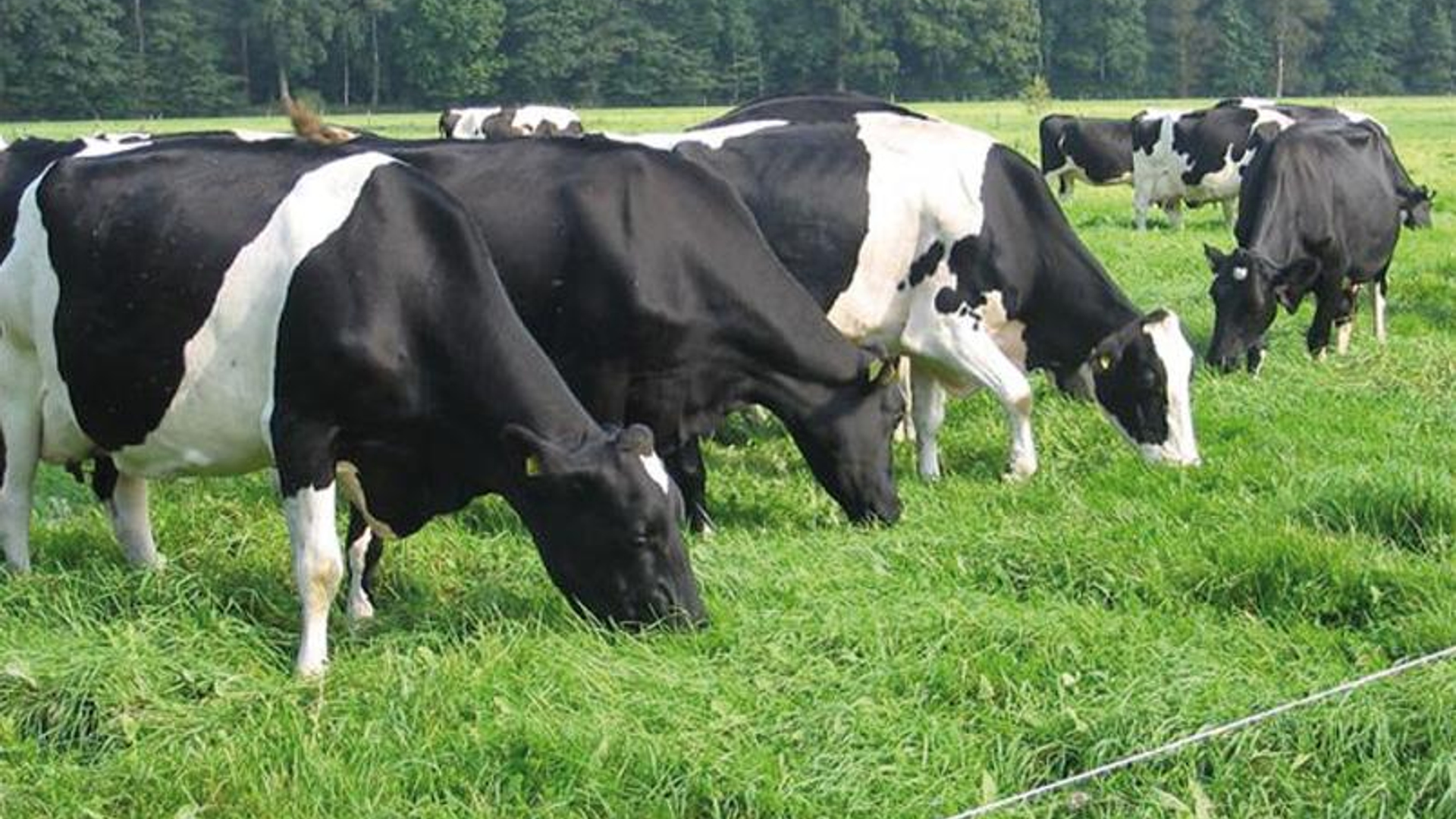 puregraze.jpg