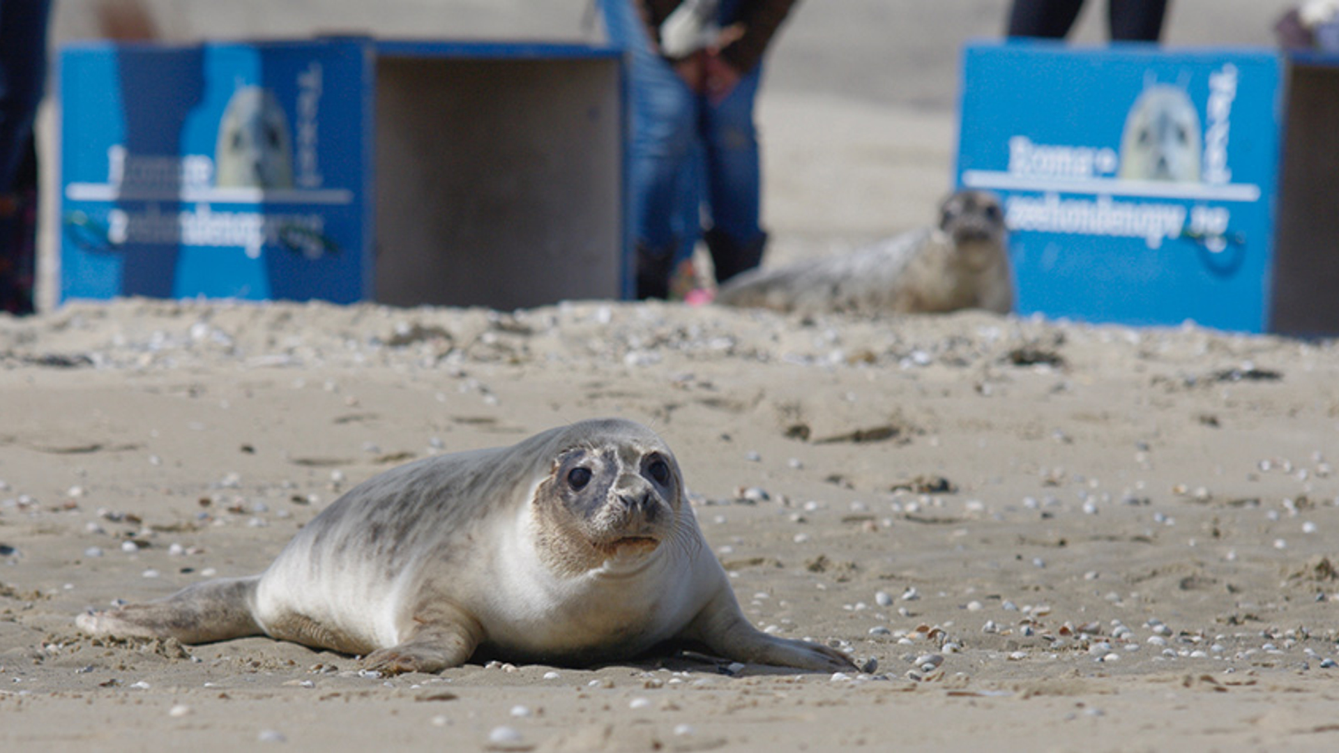 Zeehond wordt uitgezet