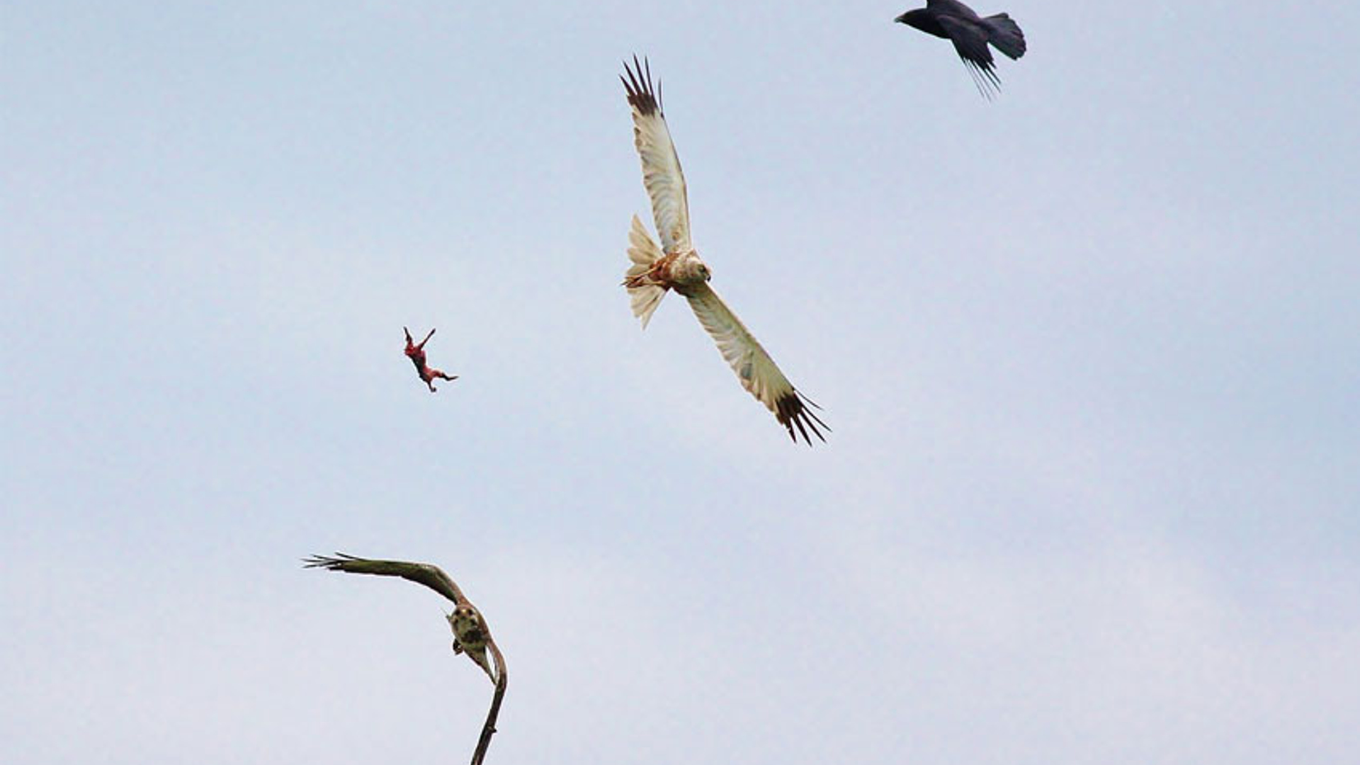 buizerd-raaf-kiek-brinky