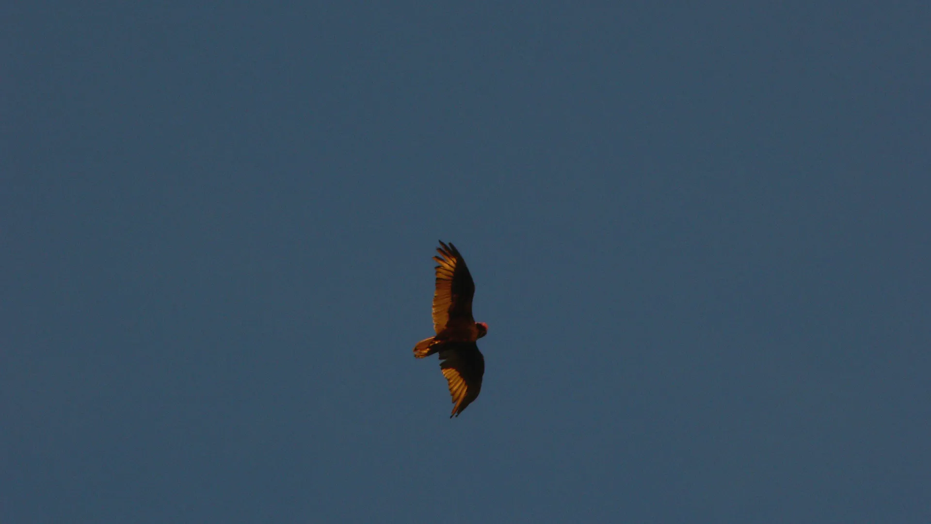 californiancondor.jpg