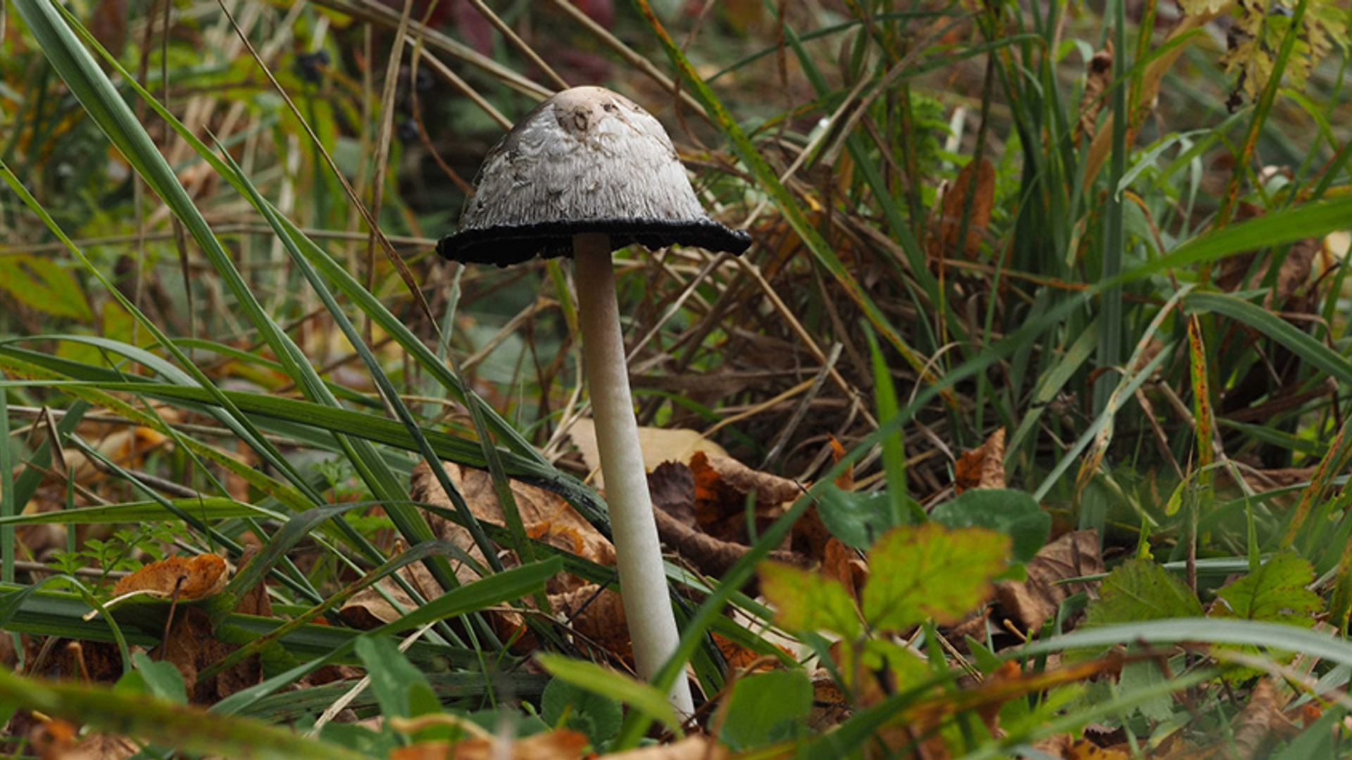 Oude geschubde inktzwam