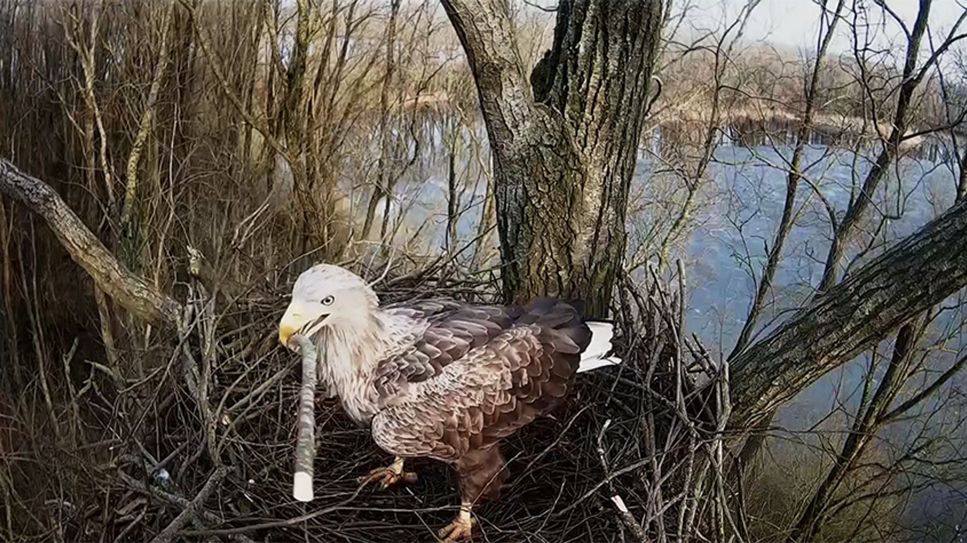 beleef de lente zeearend