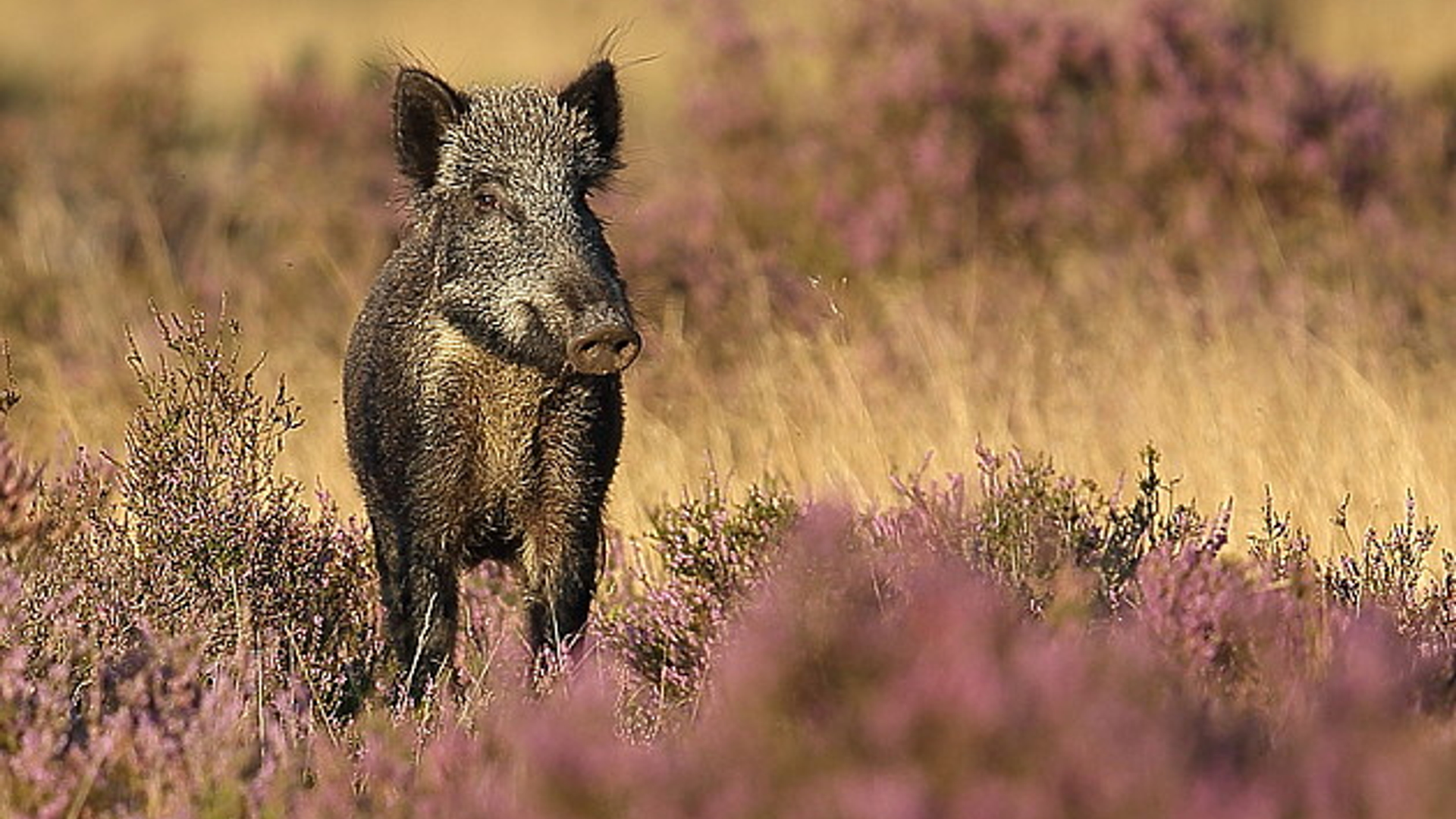 wild zwijn