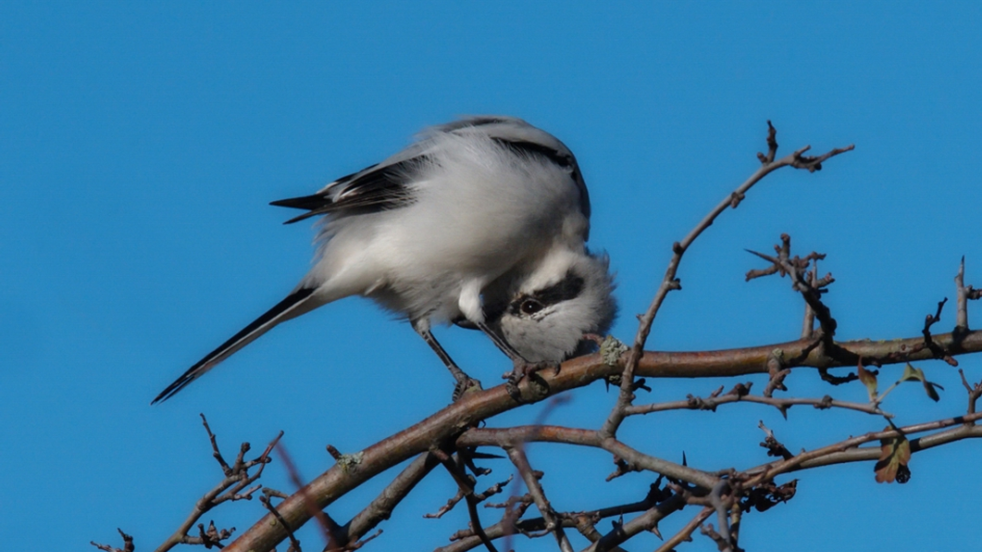 bandiet_gesignaleerd_5bedbf39ce834_medium