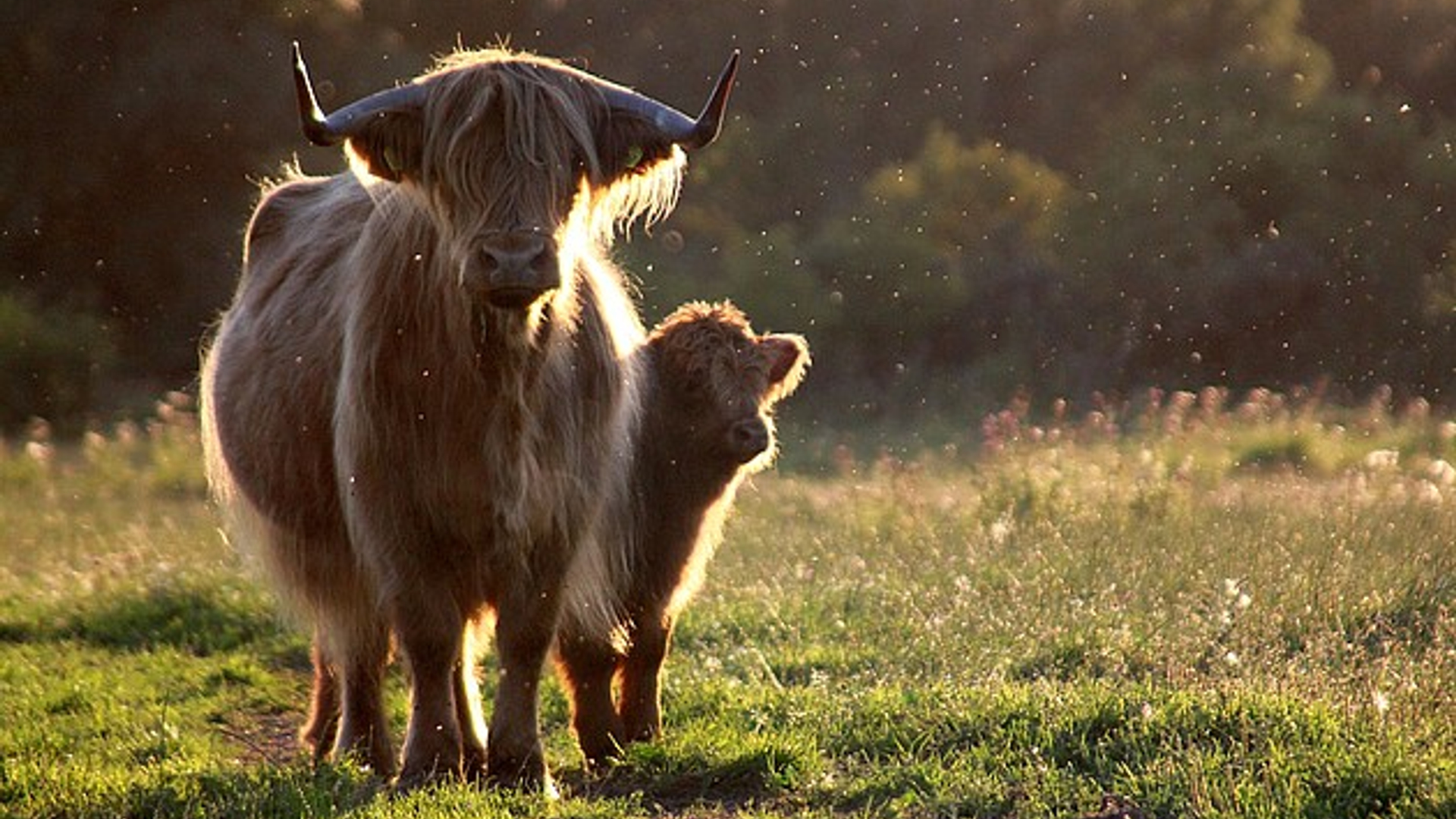 hooglanders.jpg