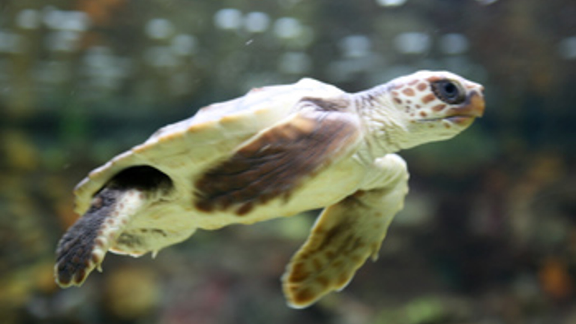 dikkop_zeeschildpad_flickr_cc_cliff1066.jpg