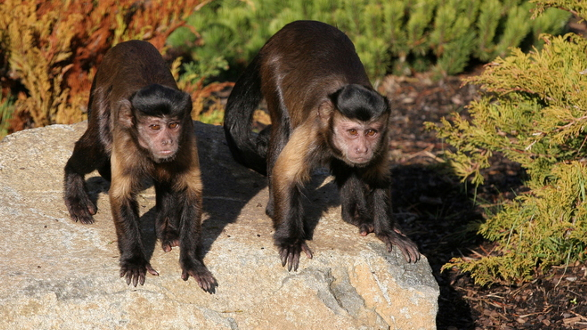 capuchin-monkeys-1349521.jpg