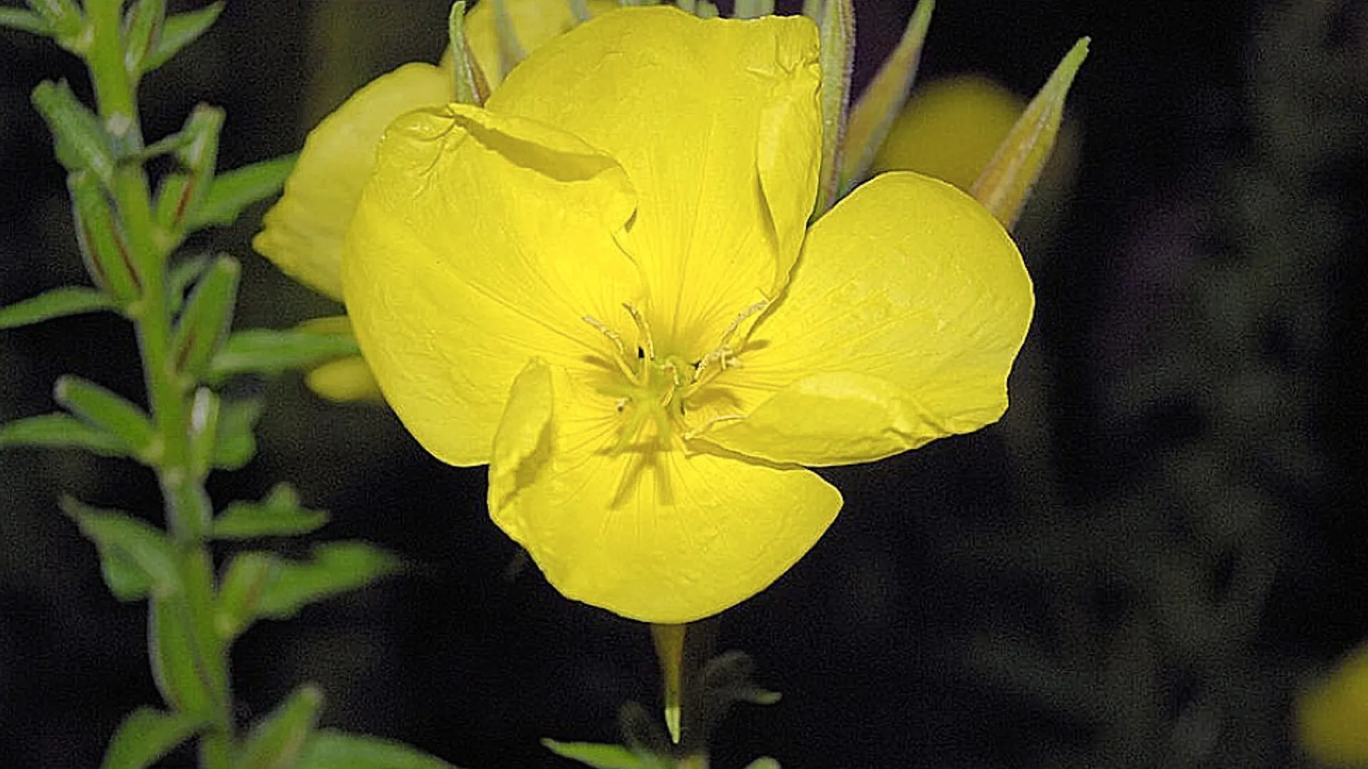 Teunisbloem_van_ajoosse.jpg