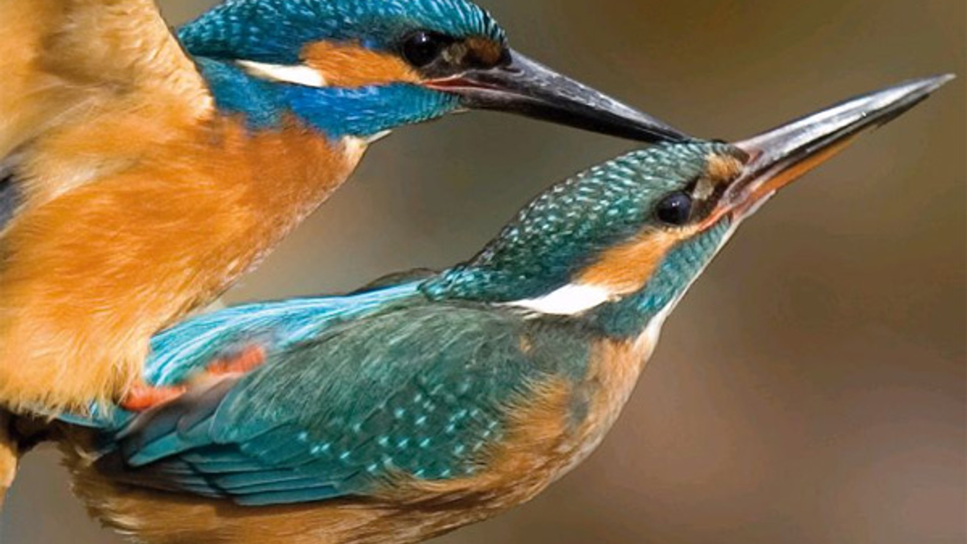 ijsvogel_45.jpg