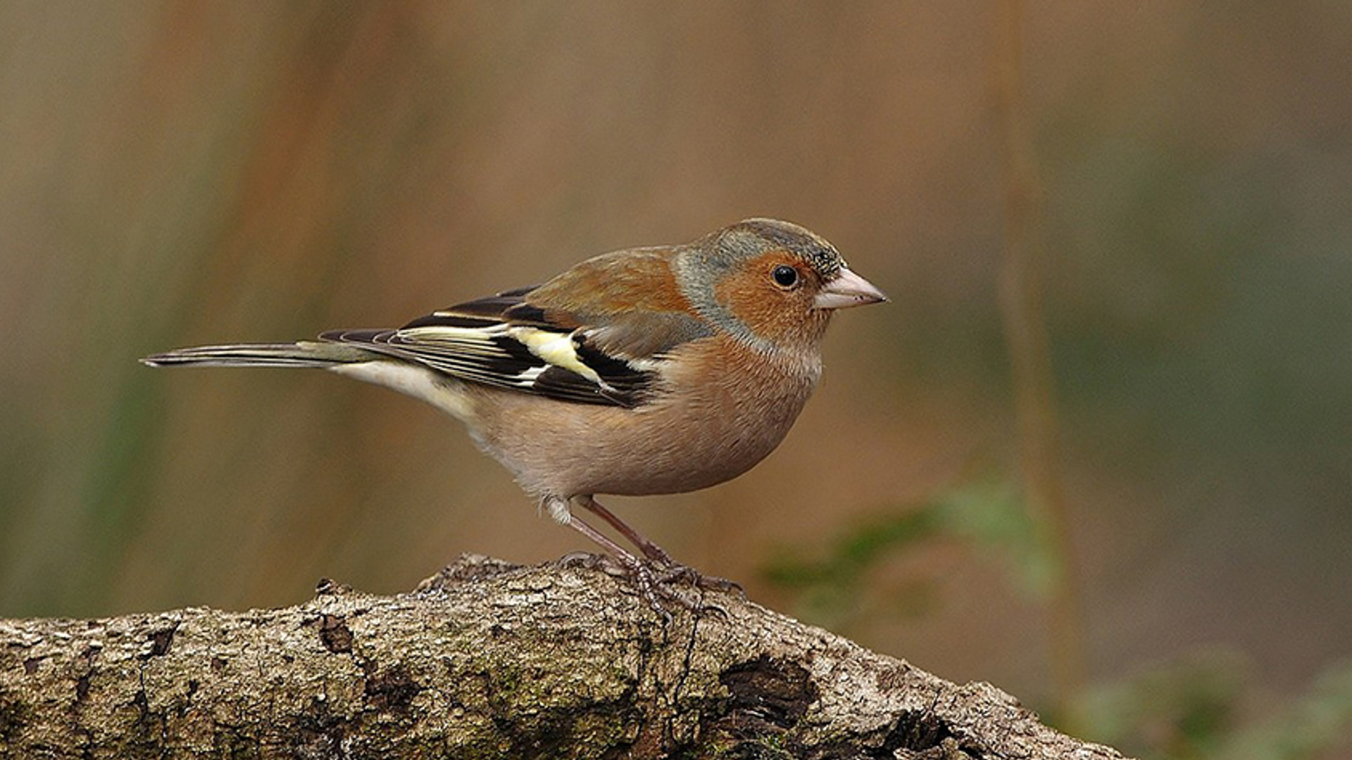 Vink - cursus vogelzang