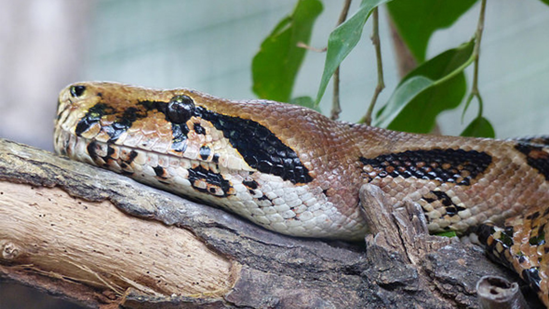 Boa-constrictor_Christoph-Lorse.jpg