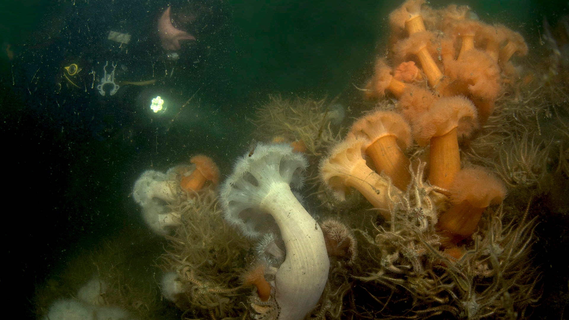 duikermetanjelierenOosterschelde6157392