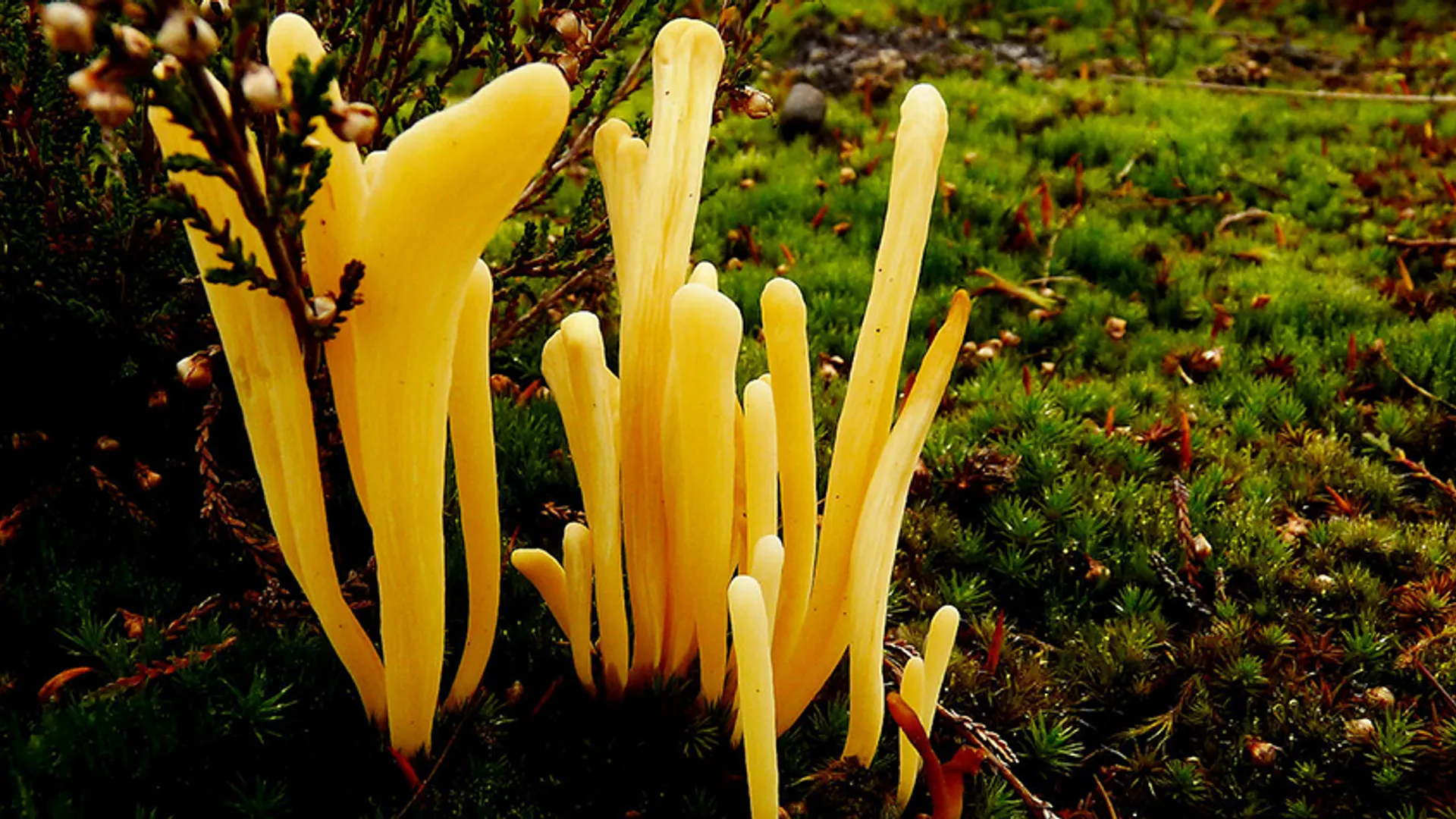 heideknotszwam AdavandeKaa